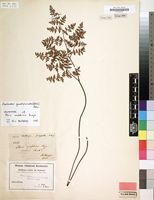 Filed as Cheilanthes quadripinnata (Forssk.) Kuhn [family PTERIDACEAE]