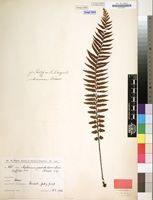 Filed as Asplenium protensum var. pseudohorridum Hieron. [family ASPLENIACEAE]