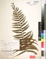 Filed as Asplenium pseudohorridum Hieron. [family ASPLENIACEAE]
