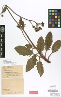 Syntype of Hieracium maculatum subvar. pinnatisectifolium Touton [family COMPOSITAE]