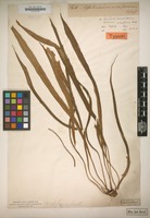 Type of Asplenium ensiforme Wall. ex Hook. & Grev. [family POLYPODIACEAE]
