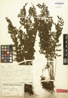 Syntype of Asplenium preussii Hieron. [family POLYPODIACEAE]