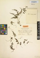 Type of Athyrium hyalostegium Copel. [family POLYPODIACEAE]