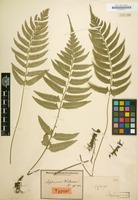 Type of Asplenium wichurae Mett. [family POLYPODIACEAE]