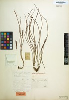 Original material of Vittaria flexuosa Fée [family POLYPODIACEAE]