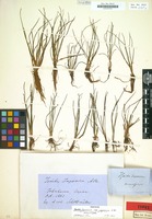 Holotype of Isoetes japonica A.Braun [family ISOETACEAE]