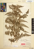 Original material of Microlepia hancei Prantl [family POLYPODIACEAE]