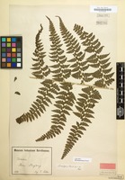 Type of Microlepia hancei Prantl [family POLYPODIACEAE]