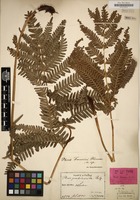 Lectotype of Pteris fauriei Hieron. [family POLYPODIACEAE]