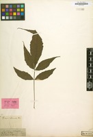 Isotype of Acrostichum heteroclitum C.Presl [family POLYPODIACEAE]