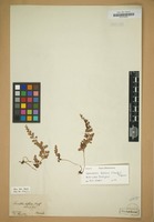 Type of Davallia biflora Kaulf. [family POLYPODIACEAE]