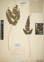 Type? of Polystichum rhomboideum Schott [family POLYPODIACEAE]