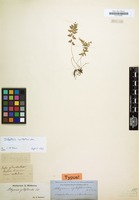 Type of Athyrium cystopteroides D.C.Eaton [family POLYPODIACEAE]