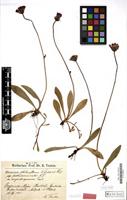 Type of Hieracium stoloniflorum var. angustisquamum Touton [family COMPOSITAE]