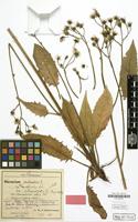 Type of Hieracium murorum f. bausenbergense Schack&Zahn [family COMPOSITAE]