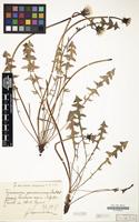 Type? of Taraxacum parnassicum Dahlst. [family COMPOSITAE]