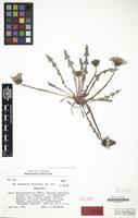 Type of Taraxacum irrigatum Kirschner & Stepánek [family COMPOSITAE]