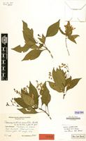 Type of Thamnojusticia amabilis Mildbr. [family ACANTHACEAE]