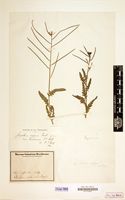 Type of Sisymbrium capense var. hantamense O.E.Schulz [family CRUCIFERAE]