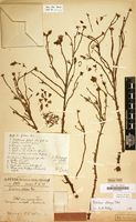 Holotype of Portulaca foliosa Ker Gawl. [family PORTULACACEAE]