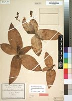 Type of Chlorophytum pusillum Schweinf. ex Baker [family LILIACEAE]