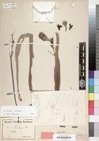 Type of Hypoxis fischeri Pax [family HYPOXIDACEAE]