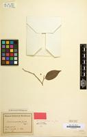 Holotype of Casearia praecox Griseb. [family FLACOURTIACEAE]