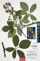 Holotype of Rubus cochlearis Matzk. [family ROSACEAE]
