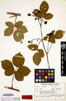 Isotype of Rubus calviformis H.E.Weber [family ROSACEAE]