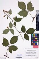 Holotype of Rubus bombycinus Matzk. [family ROSACEAE]