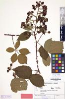 Isotype of Rubus amisiensis H.E.Weber [family ROSACEAE]