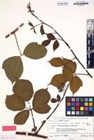 Isotype of Rubus nuptialis H.E.Weber [family ROSACEAE]