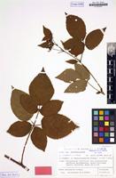 Isotype of Rubus nessensis subsp. scissoides H.E.Weber [family ROSACEAE]