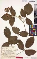 Isolectotype of Rubus timbal-lagravei var. subgracilior Kük. [family ROSACEAE]