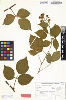 Isotype of Rubus stormanicus H.E.Weber [family ROSACEAE]