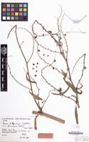 Type of Rumex x prusianus Rech.f. [family POLYGONACEAE]