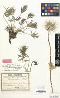 Neotype of Pulsatilla polonica Blocki [family RANUNCULACEAE]