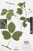 Holotype of Rubus glossoides H.E.Weber & G.Stohr [family ROSACEAE]