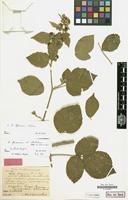 Isolectotype of Rubus flexuosus var. albidulus Ade & A.Schumach. [family ROSACEAE]