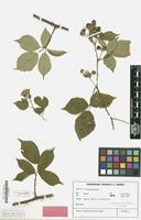 Isotype of Rubus conothyrsoides H.E.Weber [family ROSACEAE]