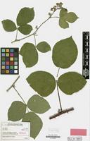 Holotype of Rubus ranftii H.E.Weber [family ROSACEAE]