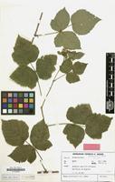 Type of Rubus picticaulis H.E.Weber [family ROSACEAE]