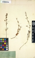 Filed as Galium aristatum [family RUBIACEAE]