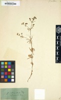 Filed as Galium aristatum [family RUBIACEAE]