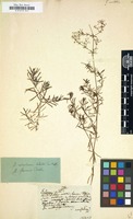 Filed as Galium aristatum [family RUBIACEAE]