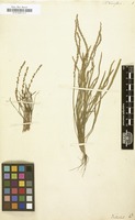 Filed as Plantago tenuiflora [family PLANTAGINACEAE]