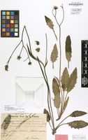 Holotype of Hieracium praecox var. subprasiophaeum Touton [family COMPOSITAE]