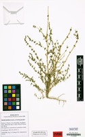 Isotype of Suaeda tuvinica Lomon. & Freitag [family CHENOPODIACEAE]