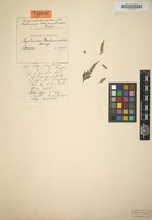 Original material of Asplenium mertensianum Kunze [family POLYPODIACEAE]