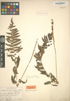 Original material of Athyrium pycnosorum Christ [family POLYPODIACEAE]